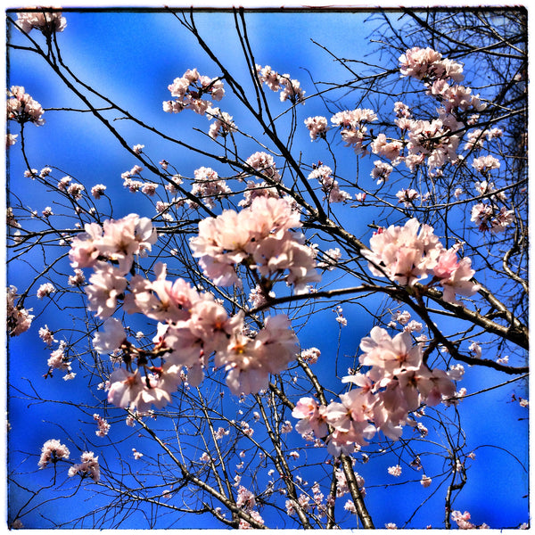 Shopping Cart Fixed!